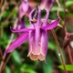 Семена Аквилегия Рока, Aquilegia rockii 10 шт/уп - изображение 3