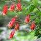 Насіння Аквілегія канадська, Aquilegia canadensis 10 шт/уп - зображення 2