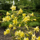 Семена Аквилегия золотистая 'Denver Gold', Aquilegia chrysantha 10 шт/уп - изображение 5