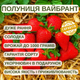 Саджанці полуниці (розсада) Вайбрант (Vibrant) - дуже рання, високоврожайна, транспортабельна - зображення 5