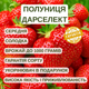 Саженцы клубники (рассада) Дарселект (Darselect) - средняя, крупноплодная, урожайная - изображение 5