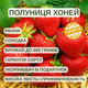 Саджанці клубниці в касеті Хоней (Honeoye) - рання, високоврожайна, ароматна (в касеті) + Подарок - зображення 4