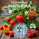Саженцы клубники (рассада) Мальвина (Malwina) - поздняя, транспортабельная, сочная - изображение 4