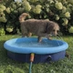 Бассейн для собак Nobby Splash S с фонтанчиками голубой 80x20 см 62297 - изображение 3