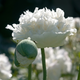 Семена Мак декоративный 'White Cloud', Papaver somniferum 10 шт/уп - изображение 2