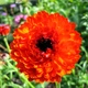 Семена Календула 'Red with Black Centre', Calendula officinalis 10 шт/уп - изображение 1