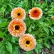 Семена Календула 'Pink Surprise'', Calendula officinalis 10 шт/уп - изображение 1