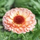 Семена Календула 'Pink Surprise'', Calendula officinalis 10 шт/уп - изображение 2