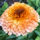 Семена Календула 'Pink Surprise'', Calendula officinalis 10 шт/уп - изображение 5