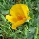 Насіння Глауціум жовтий, Glaucium flavum 10 шт/уп - зображення 2