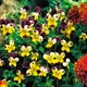 Семена Виола 'Helen Mount', Viola x cornuta 10 шт/уп - изображение 1