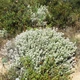 Семена Дубровник беловойлочный, Teucrium polium 5 шт/уп - изображение 2