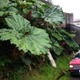 Насіння Гуннера інсигніс, Gunnera insignis 5 шт/уп - зображення 2