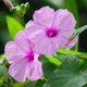 Семена Ипомея мавританская, Ipomoea mauritiana 3 шт/уп - изображение 2