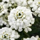 Семена Иберис вечнозелёный, Iberis sempervirens 5 шт/уп - изображение 2