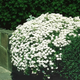 Семена Иберис вечнозелёный, Iberis sempervirens 5 шт/уп - изображение 4