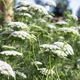 Семена Амми большая, Ammi majus 10 шт/уп - изображение 4