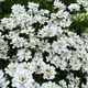 Семена Иберис вечнозелёный, Iberis sempervirens 5 шт/уп - изображение 5