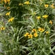 Семена Бархатцы блестящие, Tagetes lucida 10 шт/уп - изображение 1
