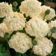Семена Мак декоративный 'Cream Paeony', Papaver somniferum 10 шт/уп - изображение 1