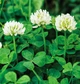 Семена Белый Клевер 'Rivendell', Trifolium repens 1 гр/уп - изображение 2