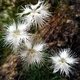 Семена Гвоздика пышная 'Albus', Dianthus superbus 20 шт/уп - изображение 1