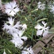 Семена Гвоздика пышная 'Albus', Dianthus superbus 20 шт/уп - изображение 3