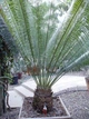Семена Гималайский саговник, цикас, Cycas pectinata 1 шт/уп - изображение 4