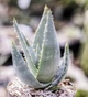 Семена Алоэ Рейтца, Aloe reitzii 3 шт/уп - изображение 2