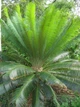 Семена Гималайский саговник, цикас, Cycas pectinata 1 шт/уп - изображение 5