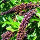 Семена Аморфа кустарниковая, Amorpha fruticosa 10 шт/уп - изображение 2