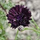 Семена Василек однолетний 'Black Ball', Centaurea cyanus 10 шт/уп - изображение 3