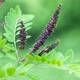 Семена Аморфа кустарниковая, Amorpha fruticosa 10 шт/уп - изображение 3
