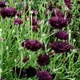 Семена Василек однолетний 'Black Ball', Centaurea cyanus 10 шт/уп - изображение 5