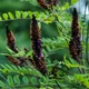 Семена Аморфа кустарниковая, Amorpha fruticosa 10 шт/уп - изображение 5
