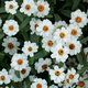 Семена Цинния линейная 'Tropic Snow', Zinnia linearis 10 шт/уп - изображение 1