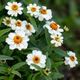 Семена Цинния линейная 'Tropic Snow', Zinnia linearis 10 шт/уп - изображение 2