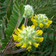 Семена Астрагал шерстистоцветковый, Astragalus dasyanthus 10 шт/уп - изображение 3