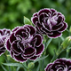 Насіння Гвоздика китайська Геддевіга 'Black & White', Dianthus chinensis 10 шт/уп - зображення 2