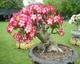 Семена Адениум тучный, Пустынная роза, Adenium obesum, 3 шт/уп - изображение 2