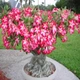 Семена Адениум тучный, Пустынная роза, Adenium obesum, 3 шт/уп - изображение 3