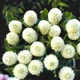 Семена Гомфрена белая, Gomphrena globosa 10 шт/уп - изображение 1