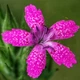 Насіння Гвоздика армерієподібна, Dianthus armeria 20 шт/уп - зображення 3
