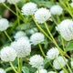 Семена Гомфрена белая, Gomphrena globosa 10 шт/уп - изображение 3