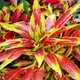 Насіння Амарант триколірний 'Perfecta', Amaranthus tricolor 10 шт/уп - зображення 2