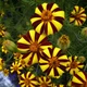 Насіння Чорнобривці відхилені 'Jolly Jester', Tagetes patula 10 шт/уп - зображення 2