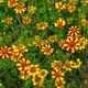 Насіння Чорнобривці відхилені 'Jolly Jester', Tagetes patula 10 шт/уп - зображення 3