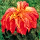 Насіння Амарант триколірний 'Flaming Fountain', Amaranthus tricolor 10 шт/уп - зображення 2