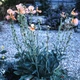 Насіння Мак колосистий, Papaver spicatum 10 шт/уп - зображення 2