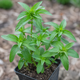 Мята садовая колосистая Mentha spicata, ароматный саженец в контейнере - изображение 5